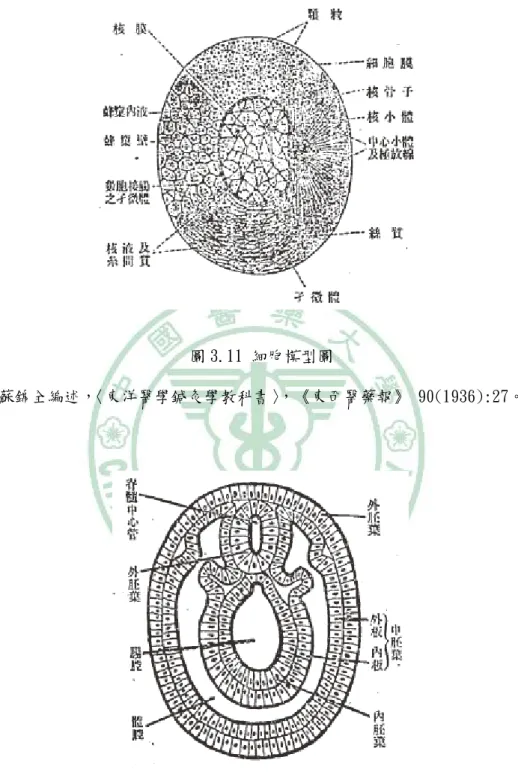 圖 3.11 細胞模型圖 