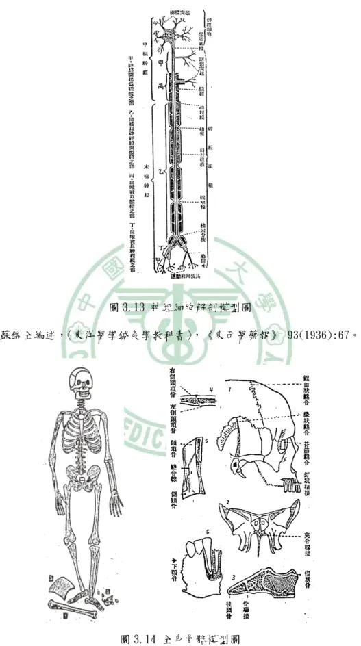 圖 3.13 神經細胞解剖模型圖 