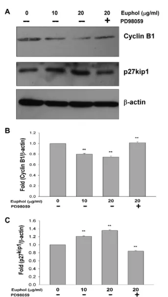 Fig. 5. Role of ERK1/2 in the expressions of the cell cycle regulatory proteins in the euphol-treated cells