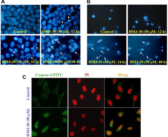 Figure 2. Effects of HMJ-30 on DNA damage and caspase-3 protein expression in U-2 OS cells