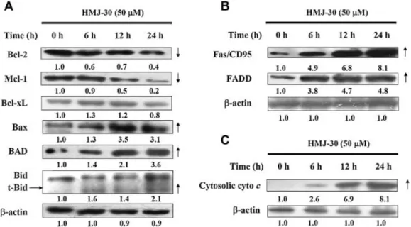 Figure 4. Effects of HMJ-30 on Bcl-2 family proteins, Fas/CD95 and FADD, cytosolic cytochrome c protein levels in U-2 OS cells.