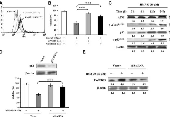 Figure 5. Effects of HMJ-30 on DNA damage stress and HMJ-30 induced ATM, p53 activation in U-2 OS cells