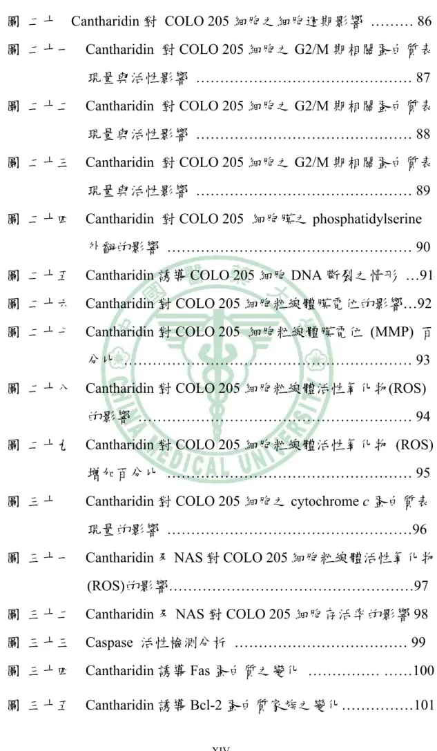 圖  二十  Cantharidin 對 COLO 205 細胞之細胞週期影響 ……… 86  圖  二十一  Cantharidin 對 COLO 205 細胞之 G2/M 期相關蛋白質表 現量與活性影響 ……………………………………… 87  圖  二十二  Cantharidin 對 COLO 205 細胞之 G2/M 期相關蛋白質表 現量與活性影響 ……………………………………… 88  圖  二十三  Cantharidin 對 COLO 205 細胞之 G2/M 期相關蛋白質表 現量與活性影響 