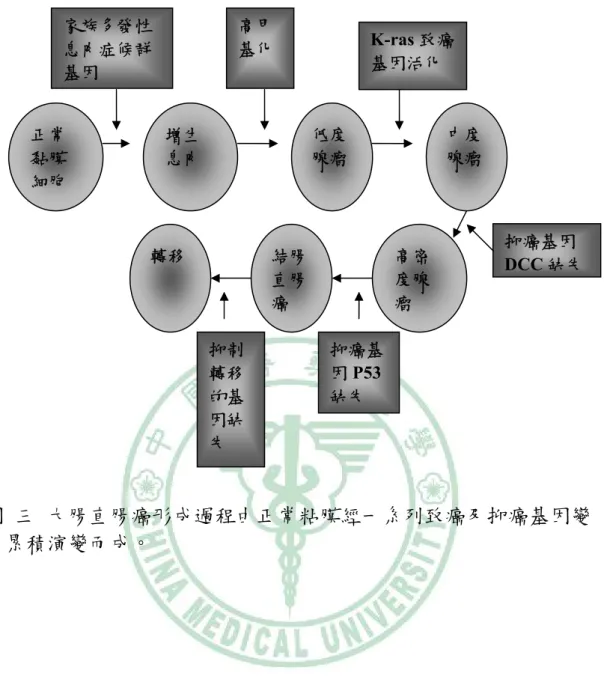 圖  三  大腸直腸癌形成過程由正常粘膜經一系列致癌及抑癌基因變 化累積演變而成。 正常黏膜細胞  增生 息肉  低度 腺瘤  中度 腺瘤 結腸直腸癌 高密度腺瘤 轉移 K-ras 致癌基因活化  抑癌基因 DCC 缺失 抑癌基因P53缺失 抑制轉移的基因缺失 高甲基化 家族多發性息肉症候群基因 