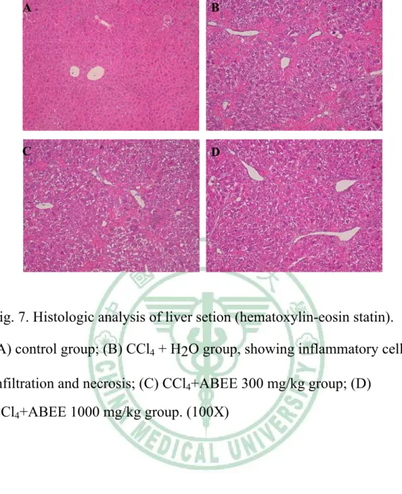 Fig. 7. Histologic analysis of liver setion (hematoxylin-eosin statin).   
