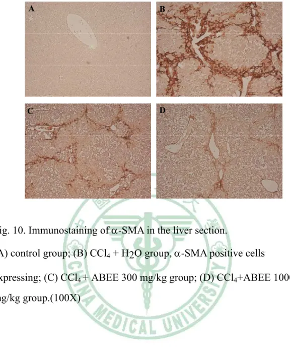 Fig. 10. Immunostaining of α-SMA in the liver section.   