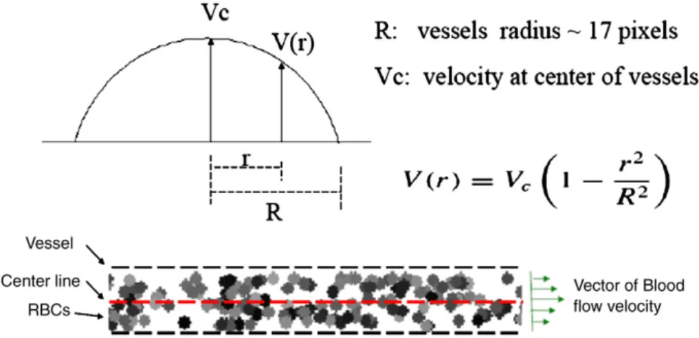 Fig. 3. An example of different RBC densities and simulated RBC velocities as functions of location in micro-vessel