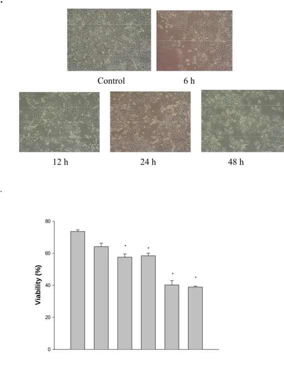 Fig. 1    A.        Control                          6 h                                12 h                                24 h                                48 h  B
