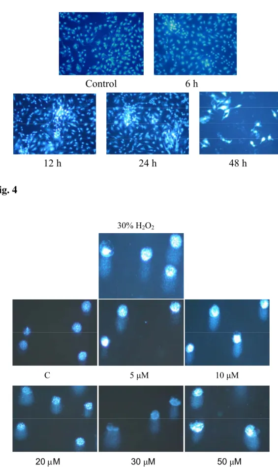 Fig. 3            Control 6 h                            12 h                              24 h                            48 h  Fig