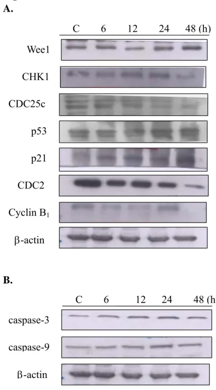 Fig. 10    A.   B.  caspase-3 caspase-9  β-actin  C    6     12   24    48 (h)C    6    12    24   48 (h)Wee1 CHK1 CDC25c p53 p21 CDC2 Cyclin B1β-actin 