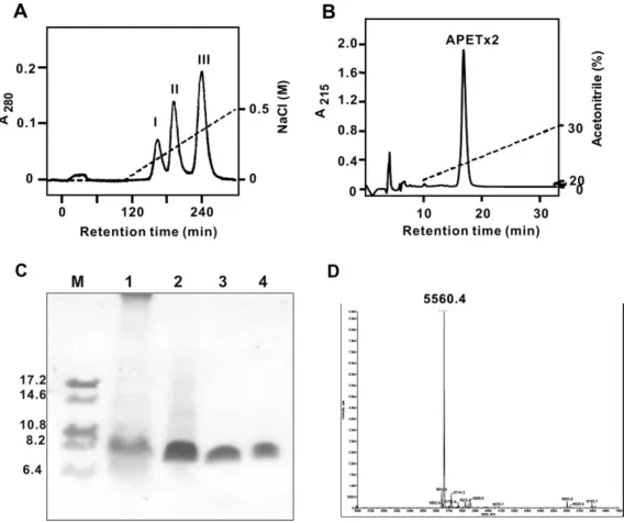 Fig. 1. Puriﬁcation and characterization of APETx2. Recombinant APETx2 from the bound fractions of Ni 2þ -chelating chromatography was puriﬁed by SP cation chromatography (A)