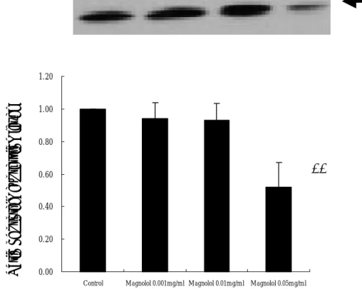 Fig 2. Effects of magnolol on PCNA protein expression level of rat smooth muscle  cells