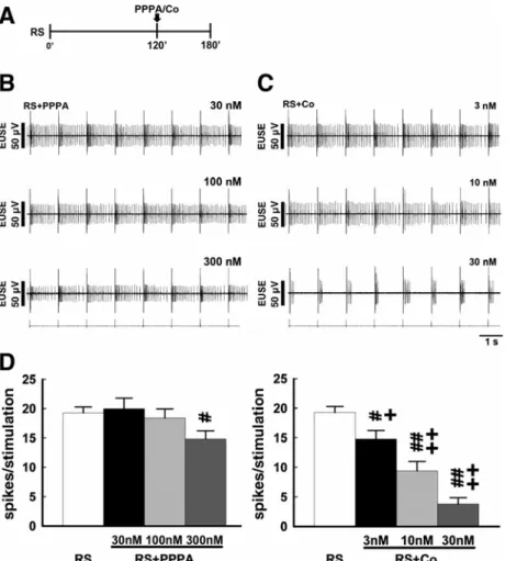 Fig. 2. Effects of NMDA NR2A and NR2B subunit antagonists on the RS-induced reflex  potentiation