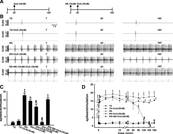 Fig. 3. Effects of orexin-A on the RS-induced reflex potentiation. A: top traces show the  schematic diagram demonstrating the schedule of experiments testing orexin-A without (left)  or with (right) SB-408124 pretreatment