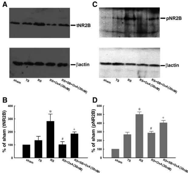 Fig. 6. Immunohistochemical and Western blotting analysis. A and C: representative Western  blot showing total (tNR2B, left) and phosphorylated (pNR2B, right) NR2B expression in the  protein samples of the dorsal half of the spinal cord (L6-S1), ipsilatera