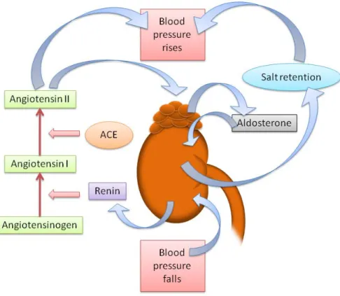 圖 1-4、腎素－血管收縮素系統。 