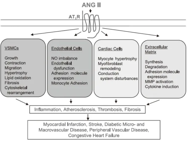 圖 1-5、Ang II 與 AT1 受體所調控的生理機制(Mehta PK, et al., 2007)。 