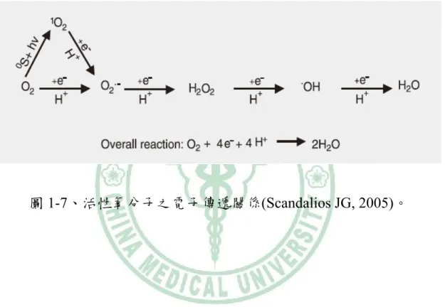 圖 1-7、活性氧分子之電子傳遞關係(Scandalios JG, 2005)。 