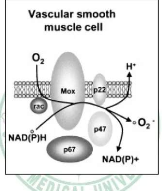 圖 1-8、NAD(P)H 氧化酶複合體之催化系統(Griendling KK,2000)。 