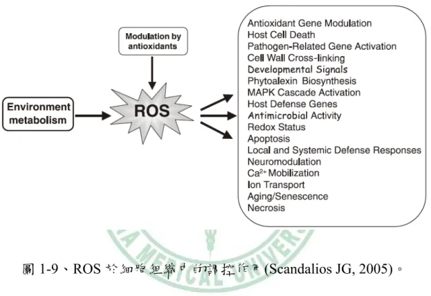 圖 1-9、ROS 於細胞組織中的調控作用(Scandalios JG, 2005)。 