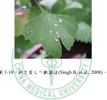 圖 1-10、銀杏葉之外觀構造(Singh B, et al., 2008)。 
