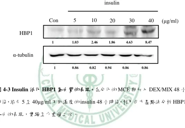 圖 4-3 Insulin 活化 HBP1 蛋白質的表現。在分化的 MCE 期加入 DEX/MIX 48 小 時後，給予 5 至 40μg/ml 不同濃度的 insulin 48 小時後，利用西方墨點法分析 HBP1 蛋白的表現，實驗至少重複二次。  insulin          1                  0.86            0.82          0.94            0.86              0.86 HBP1 α-tubulin Con 5 10 2