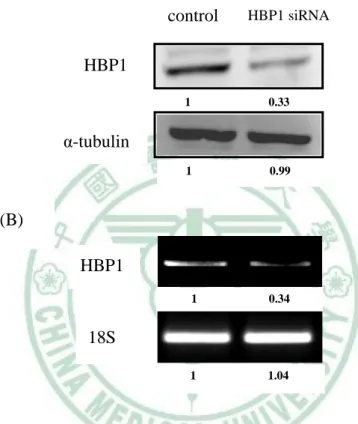 圖 4-5 HBP1 siRNA 影響 3T3-L1 細胞中 HBP1 蛋白質(A)和 mRNA(B)的表現量。 