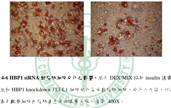 圖 4-6 HBP1 siRNA 對脂肪細胞分化之影響。給予 DEX/MIX 協同 insulin 誘導控 制組和 HBP1 knockdown 3T3-L1 細胞分化為成熟脂肪細胞，分化八天後，以油 紅染色觀察細胞內脂肪滴生成的現象。放大倍率  400X。 