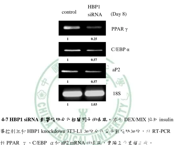 圖 4-7 HBP1 siRNA 影響脂肪分化相關因子的表現。給予 DEX/MIX 協同 insulin 誘導控制組和 HBP1 knockdown 3T3-L1 細胞分化為成熟脂肪細胞，以 RT-PCR 分析 PPAR  γ、C/EBP  α和 aP2 mRNA 的表現，實驗至少重複二次。 