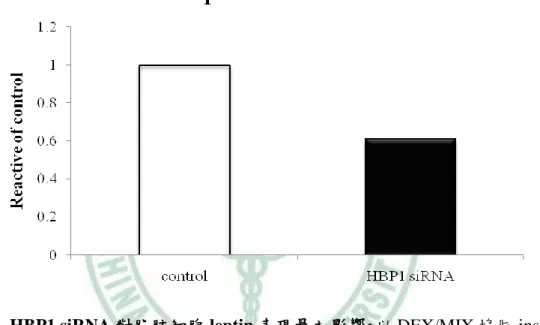 圖 4-8    HBP1 siRNA 對脂肪細胞 leptin 表現量之影響。以 DEX/MIX 協同 insulin 誘導控制組和 HBP1 knockdown 3T3-L1 細胞分化為成熟脂肪細胞後，以 real  time-PCR 分析 leptin mRNA 的含量，實驗至少重複二次。 