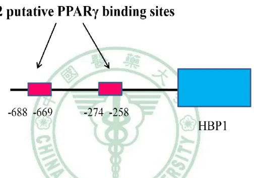 圖 4-11 HBP1 的啟動子上兩個可能的 PPARγ連結位點。CHIP-Mapper 搜尋發現，