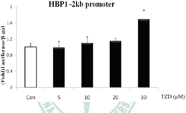 圖 4-12 PPARγ促進劑 TZD 對 HBP1-2kb promoter 活性的影響。在 24 well 293T 細胞中，利用報導基因分析法觀察對 HBP1 -2kb promoter 的影響，以 lipofectamine 