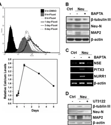 FIGURE 2. hMSCs neuronal differentiation requires IP 3 -mediated intra- intra-cellular Ca 2ⴙ signaling