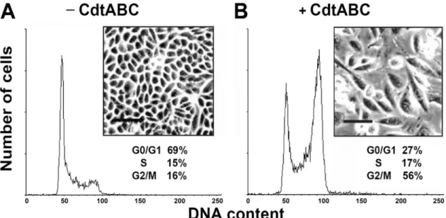 FIG. 3. CDT intoxication and binding of cells. (A) Cells from the indicated lines were treated with various concentrations of CDT holotoxin (0.01 to 500 nM) and incubated at 37°C for 48 h