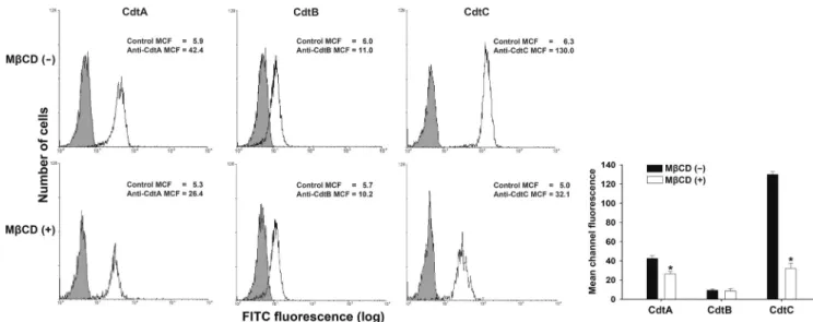 FIG. 6. Depletion of cholesterol reduces CDT holotoxin binding to cells. CHO-K1 cells were left untreated (upper) or treated with 10 mM M ␤CD (lower) for 1 h at 37°C prior to incubation with CDT holotoxin (200 nM)