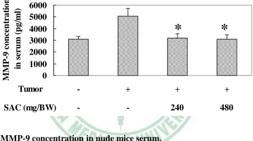 Figure 7. MMP-9 concentration in nude mice serum. 