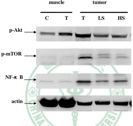 Figure 9. SAC treatment influenced p-Akt and its downstream expression in vivo. C            T          T          LS          HS muscle tumor p-Akt p-mTOR NF-κ B actin 