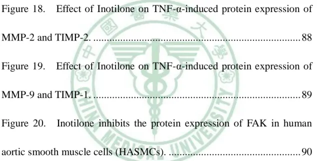 Figure 15.    Effect of inotilone on the MMP-9 activity of TNF-α-induced  human aortic smooth muscle cells (HASMCs)