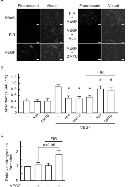 Figure 4. Involvement of VEGF-induced ROS in the inhibitory effect of FIR on VEGF-induced proliferation in HUVECs