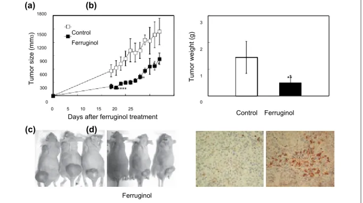 Figure 6. Effects of ferruginol (100 µmol/kg of BW) on CL1-5 xenograft tumor volume at different days of treatment (A), tumor weight measured at 22 days after ferruginol treatment (B), human lung tumor xenograft growth in nude mice with/without ferruginol 