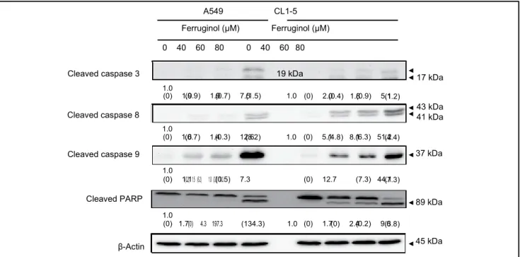 Figure 4. Ferruginol activated caspase family protein expression in A549 and CL1-5 cells after 40, 60, and 80 µM ferruginol treatment for 6 hours.