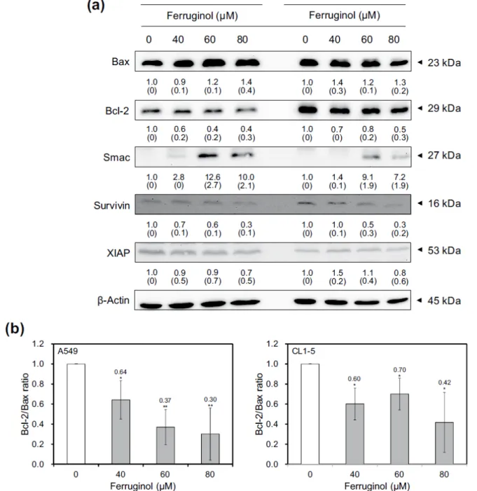 Figure 5. (A) Bcl-2 and IAP family protein expression in A549 and CL1-5 cells after 40, 60, and 80 µM ferruginol treatment for 6 hours