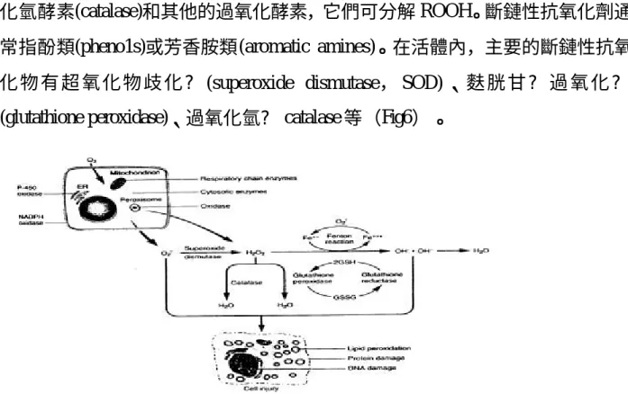 Fig. 6  自由基及抗氧化酵素之關係 