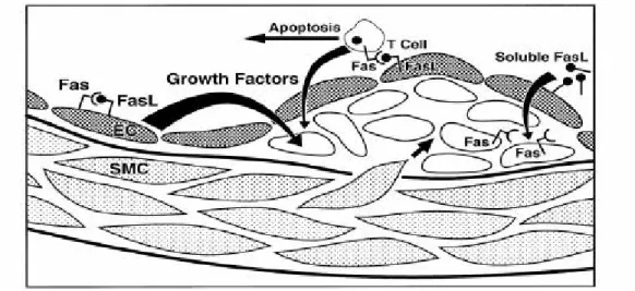 Fig 8  Fas 及 FasL 機轉圖 (Arteriosclerosis, Thrombosis  ＆ Vascular Biology 2000；20:  306)    第六節藥物簡介    丹參（Salvia miltiorrhiza）【31】  學名:川丹參  中藥分類： ：活血祛瘀類 
