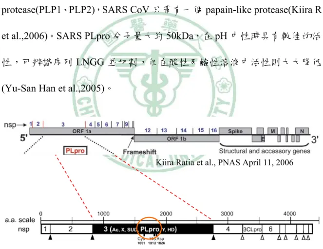 圖 2-2 PLpro 之基因序列位在 ORF1a 上，為 non-structure protein          3(nsp3)。 