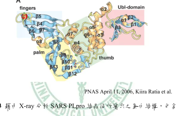 圖 2-3  藉由 X-ray 分析 SARS PLpro 結晶後所繪出之蛋白結構，包含        zinc-binding domain、N-terminal ubiquitin-like domain 及整體相                似於 USP14 及 HAUSP 之已知 deubiquitining 結構。 