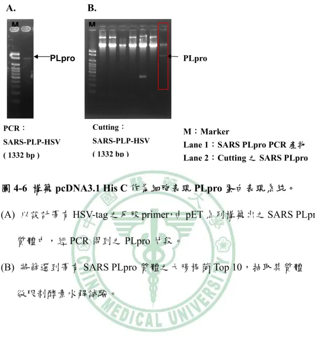 圖 4-6  構築 pcDNA3.1 His C 作為細胞表現 PLpro 蛋白表現系統。 