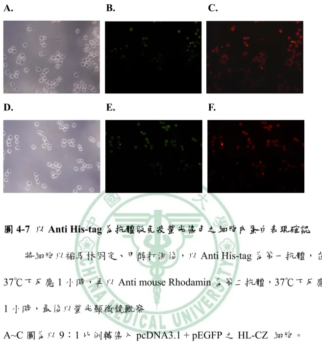 圖 4-7  以 Anti His-tag 為抗體做免疫螢光染色之細胞內蛋白表現確認          將細胞以福馬林固定、甲醇打洞後，以 Anti His-tag 為第一抗體，在 37℃下反應 1 小時，再以 Anti mouse Rhodamin 為第二抗體，37℃下反應 1 小時，最後以螢光顯微鏡觀察 