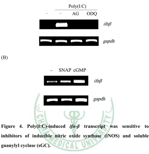 Figure 4. Poly(I:C)-induced ifn-β transcript was sensitive to  inhibitors of inducible nitric oxide synthase (iNOS) and soluble  guanylyl cyclase (sGC)