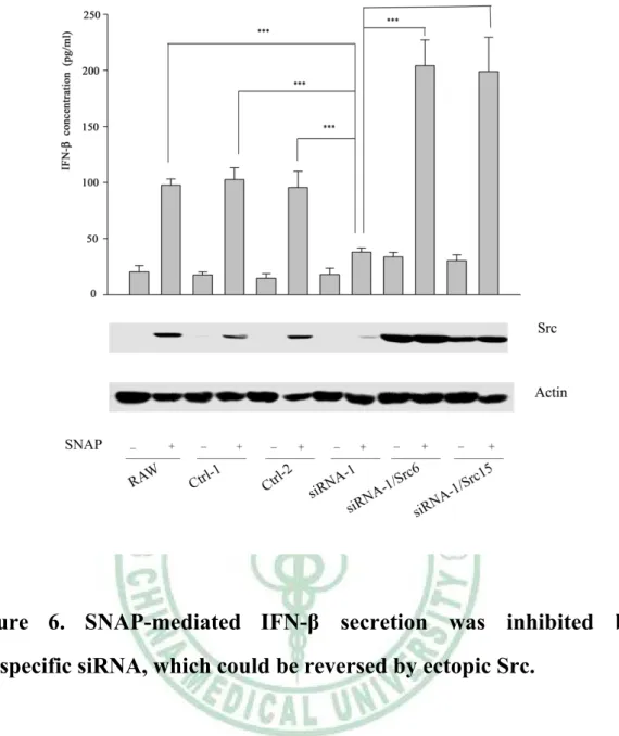 Figure 6. SNAP-mediated IFN-β secretion was inhibited by  src-specific siRNA, which could be reversed by ectopic Src